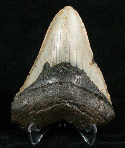 Inch Megalodon Tooth #5004